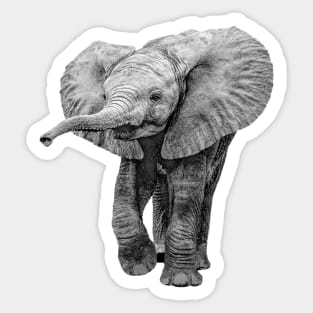 Charming Baby Elephant African Wildlife Sticker